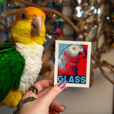 Apollo for President