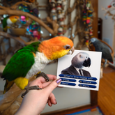 Who Wants to Earn a Pistash? Sticker