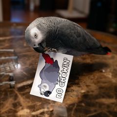 Birdmock Sticker